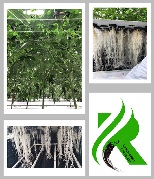 ReAction Branded Leave-Around Cards